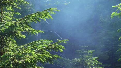 El-Humo-Se-Eleva-En-Un-Bosque-Con-Insectos-Dando-Vueltas