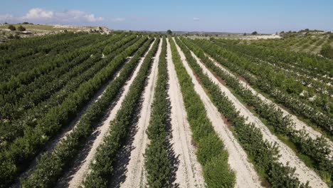 Vista-De-Dron-Del-Huerto-De-Manzanas