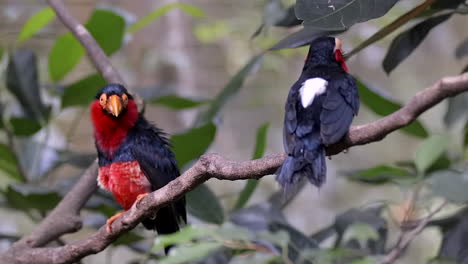 a beautiful pair of bearded barbet birds perched on a tree branch together, relaxing, one calling - close up