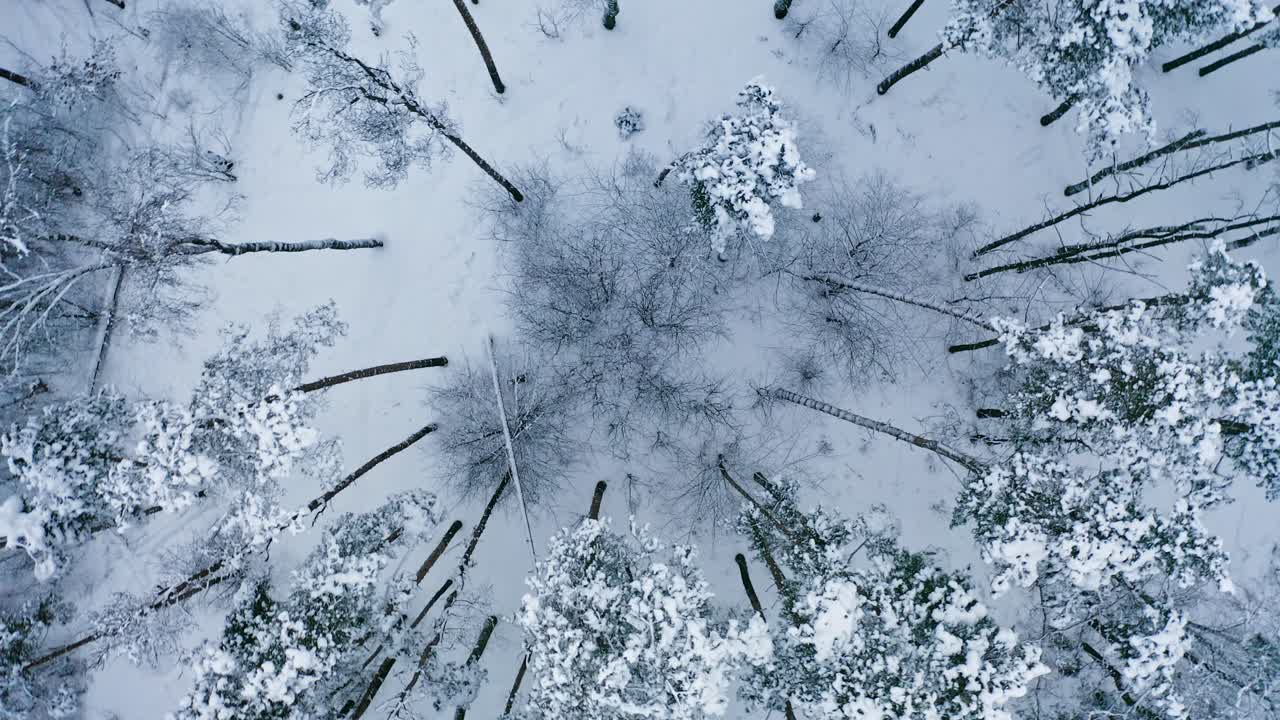Girare e elevarsi sopra i pini di un bosco rado nella stagione invernale