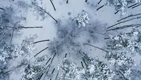 spin and rise above pine trees of sparse woodland in winter season