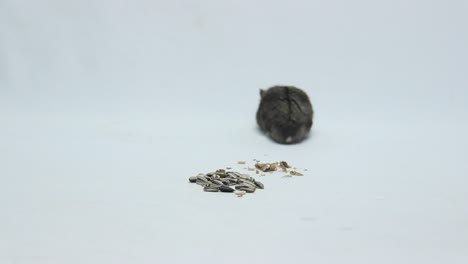 fat gray furry hamster isolated on white background