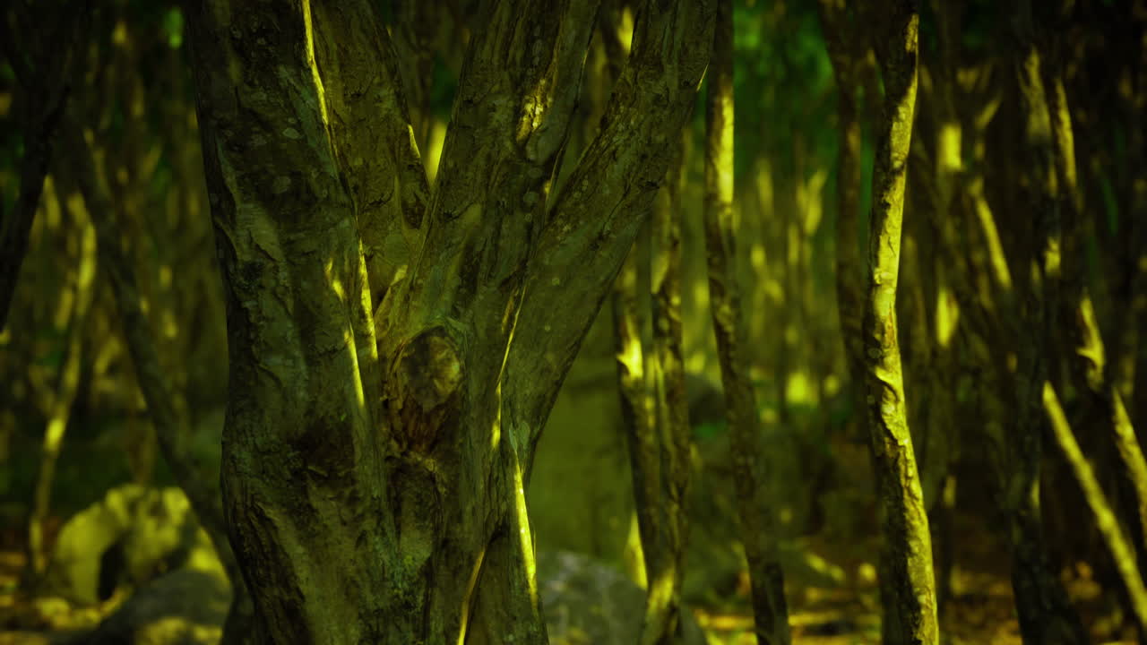 Dark Green Forest Trunks
