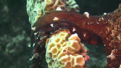 octopus mating at coral reef