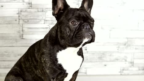 animal dog breed french bulldog sitting