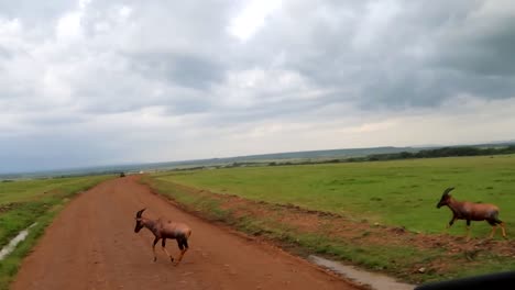 antílopes topi cruzando el camino de tierra y saltando a través de la zanja