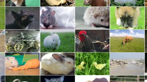 video editing of wildlife footage, many videos of different animals and birds, full hd collage