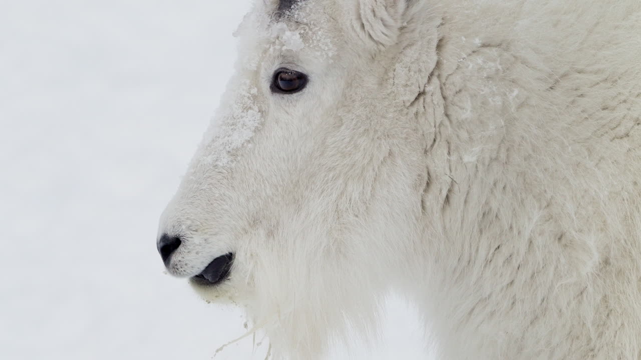Dağ keçisi başı yakın çekim, Whitehorse, Yukon, Kanada.