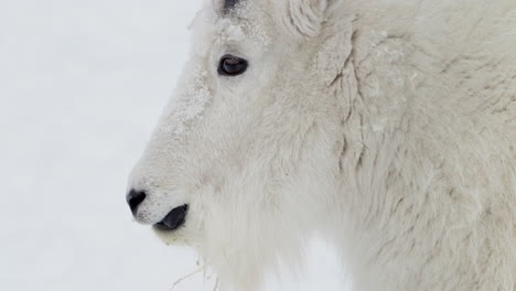 cabeza de cabra de montaña de cerca, whitehorse, yukon, canadá