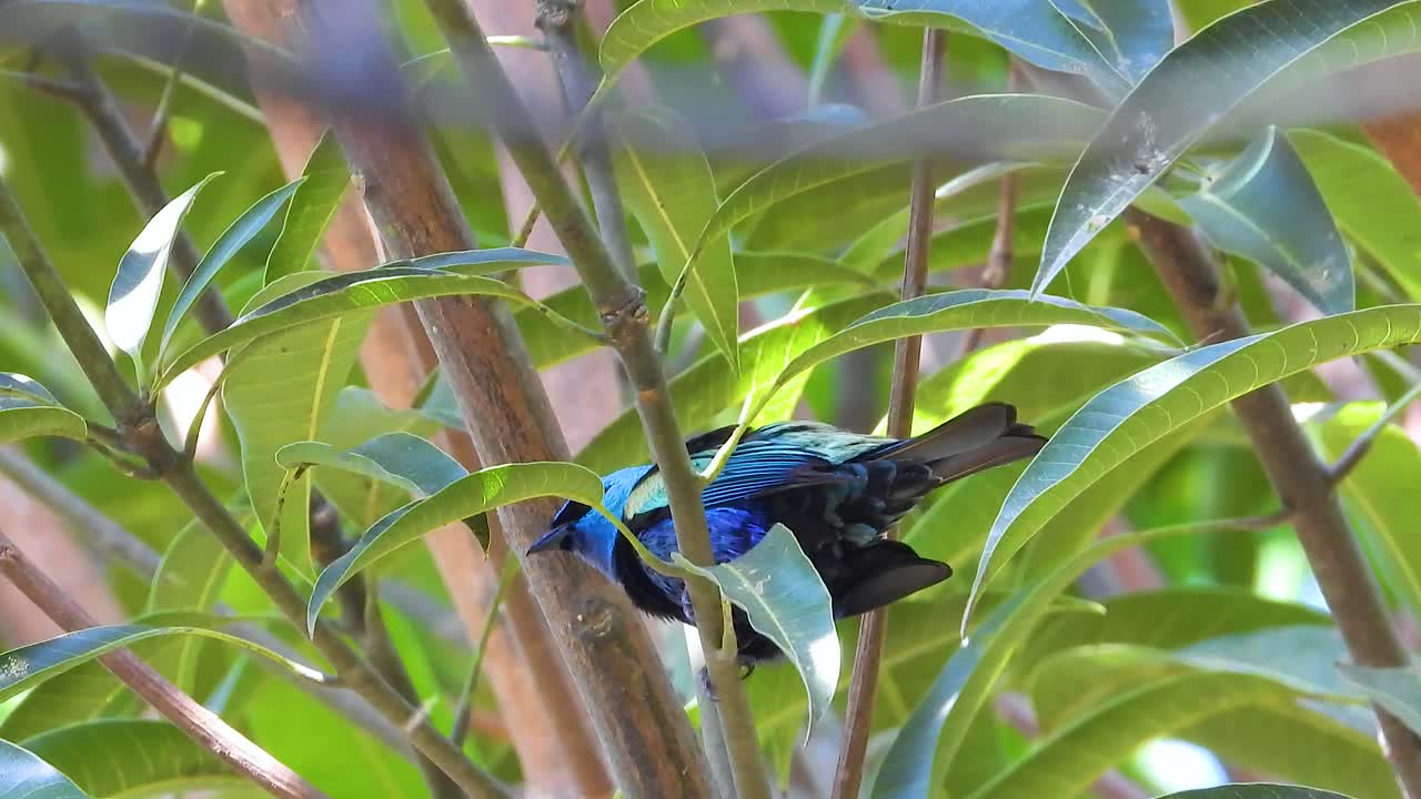 Vibrant blue-and-black tanager (Tangara vassorii) perched among lush green foliage in natural habitat. Stunning tropical bird with brilliant azure plumage.