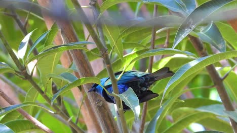 vibrant blue-and-black tanager (tangara vassorii) perched among lush green foliage in natural habitat. stunning tropical bird with brilliant azure plumage.