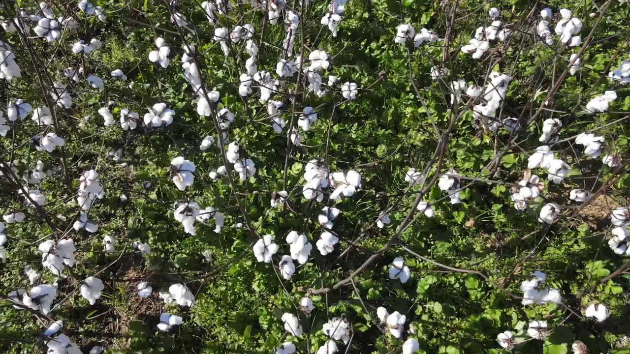 granja de algodón en el sur de georgia