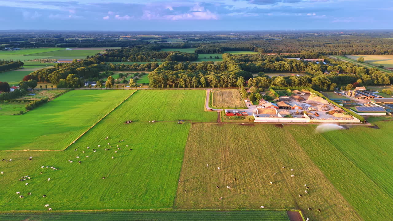 Cattle grazing in fields. A vibrant pastoral landscape shows green fields and grazing cattle under a clear sky, emphasizing rural tranquility