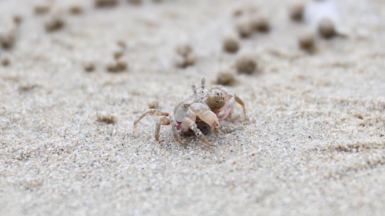 모래 해변을 가로질러 움직이는 유령 크래브