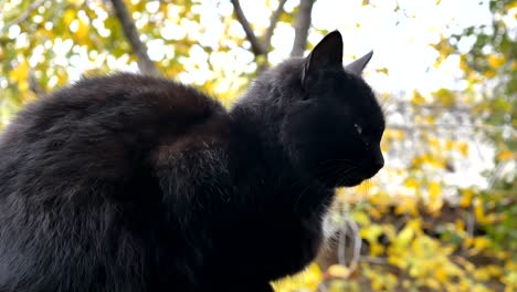 un gato negro sentado en el techo, bosque de otoño en busca de presa en un día soleado