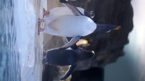 gentoo penguins by water