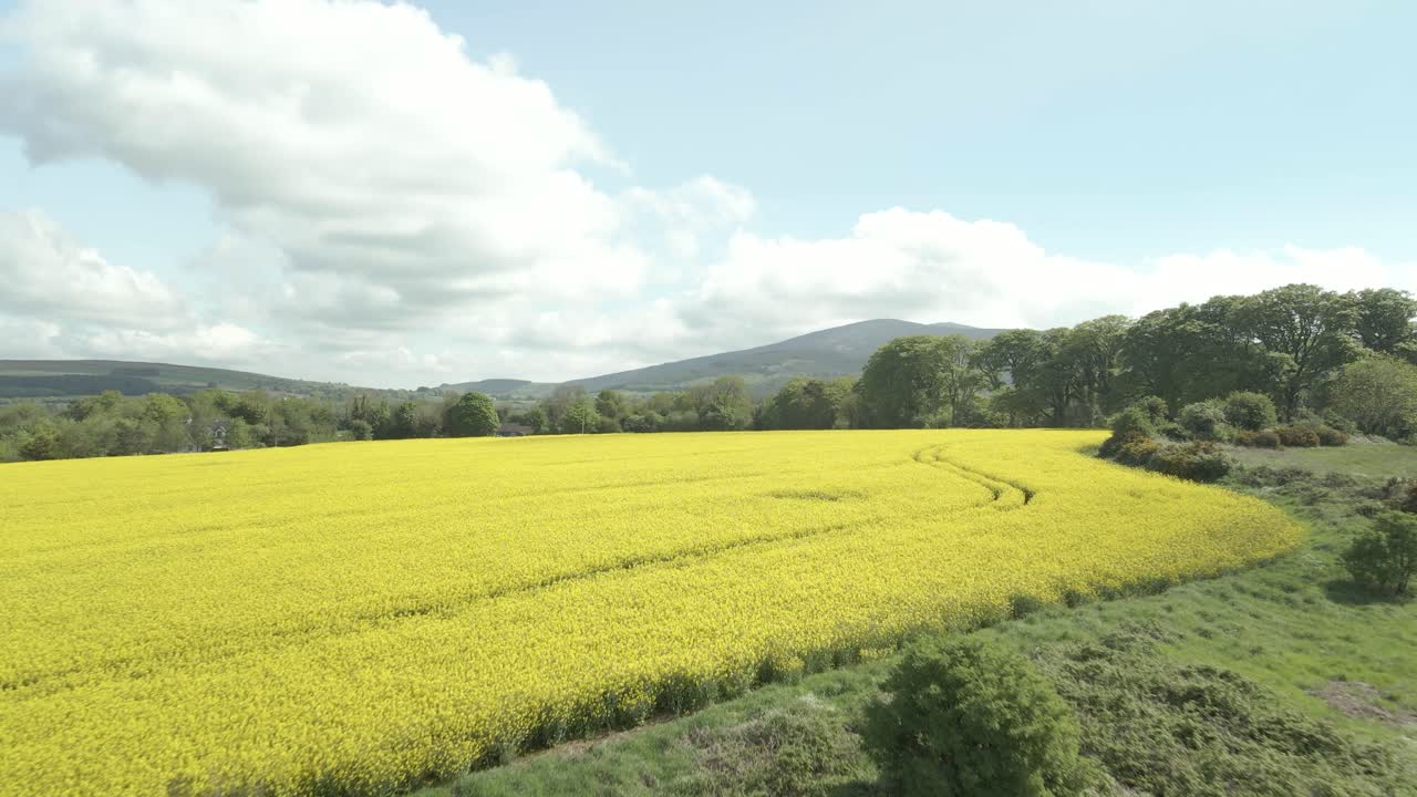 Rapeseed harvest fields at Rural Wexford Ireland aerial