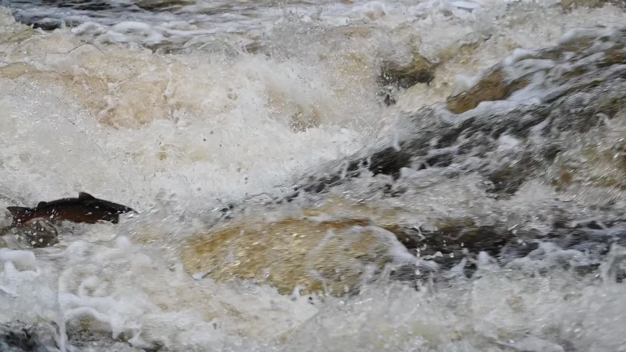 Slow motion of wild atlantic salmon jumping from the water- Static shot