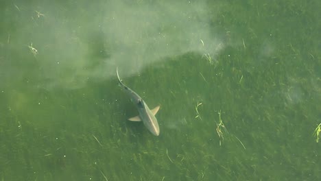 small bull shark swimming in florida shallows