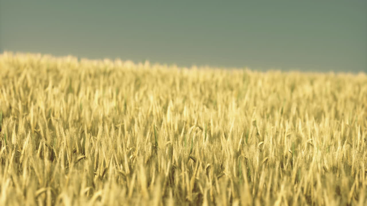 Golden wheat fields stretch under a clear blue sky during sunset