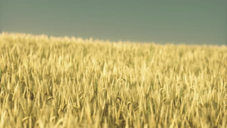 golden wheat fields stretch under a clear blue sky during sunset