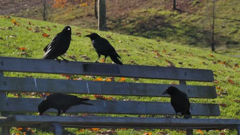 Four-crows-perched-on-park-bench-with-autumn-leaves-scattered-on-the-grass,-sunlight-casting-shadows