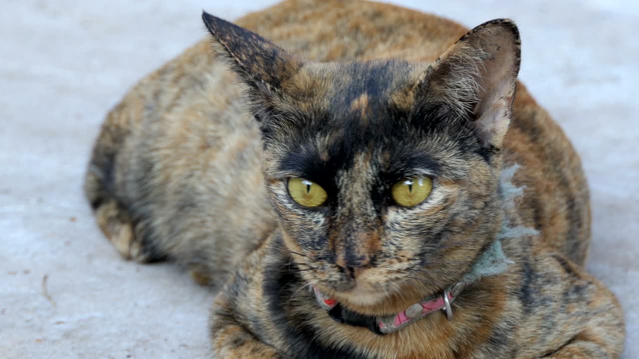 el gato a rayas se relaja.