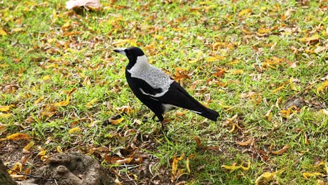 magpie walking on grass in melbourne park