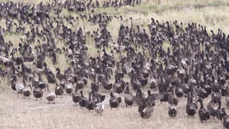 waddling raft of ducks walking and feeding on harvested rice paddy, flapping their wings after a swim