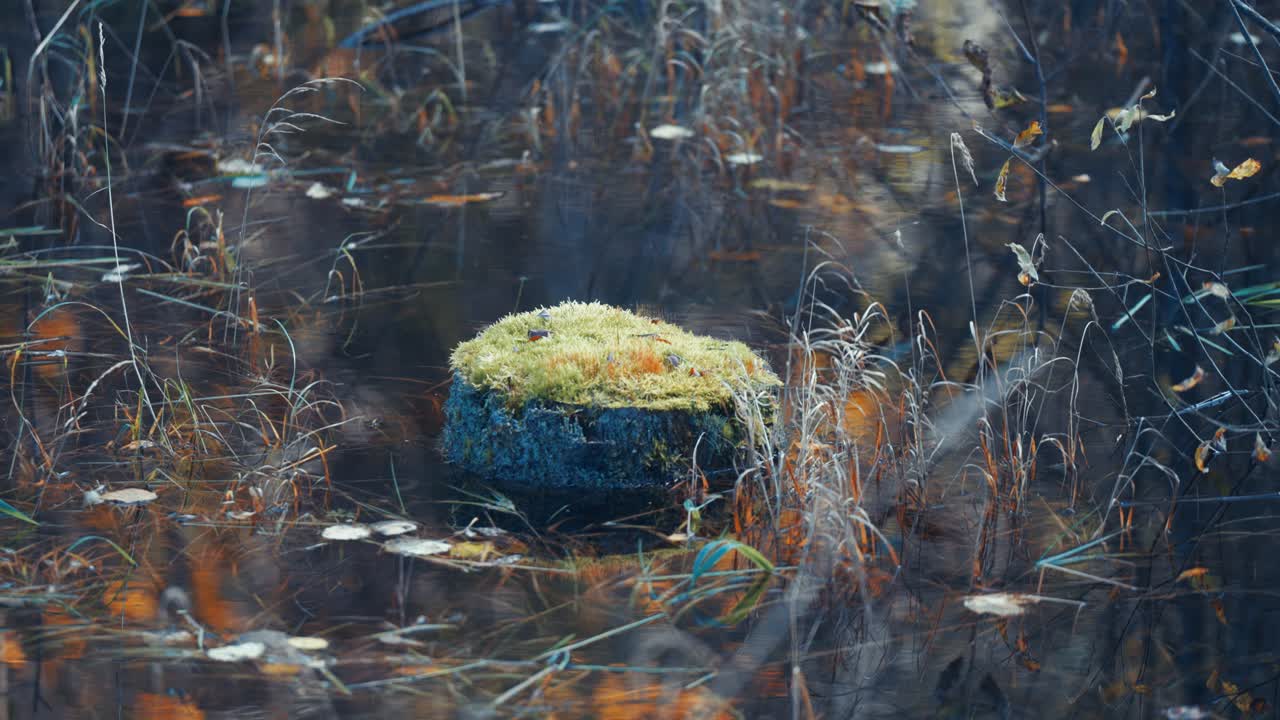 Moss-covered tree trunk in the swamp surrounded by dark water and withered grass