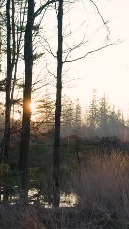 sunrise/sunset in a forest