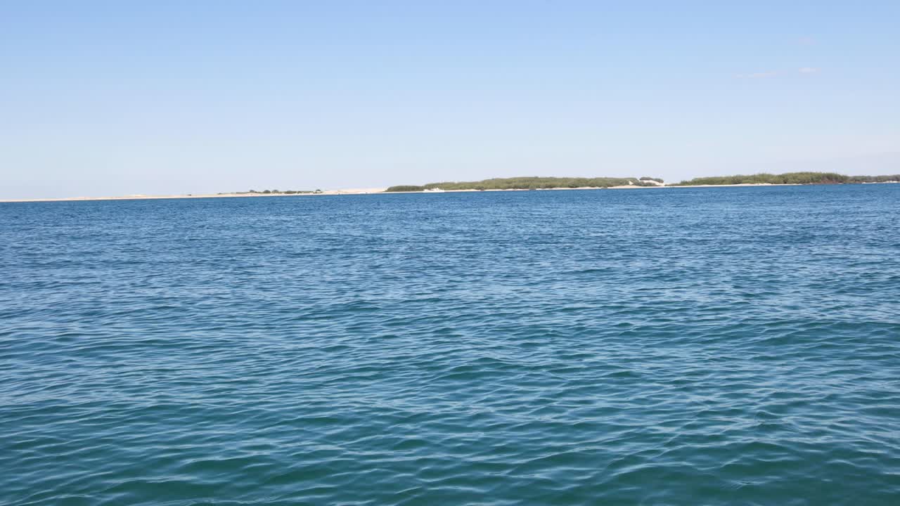 바다에서 물고기를 잡기 위해 다이빙하는 바다표범