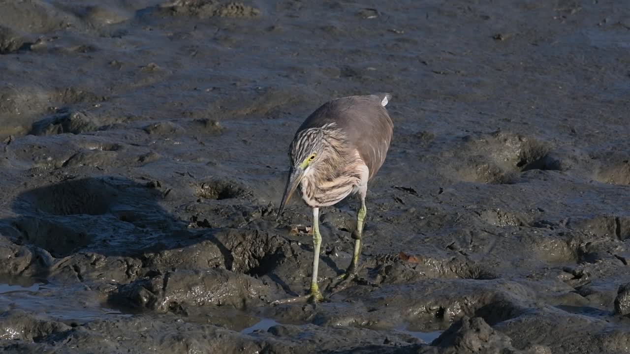 una de las garzas de estanque encontradas en tailandia que muestran diferentes plumajes según la temporada
