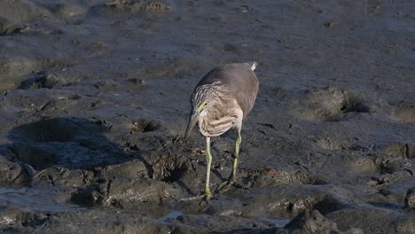 One-of-the-Pond-Herons-found-in-Thailand-which-display-different-plumages-according-to-season