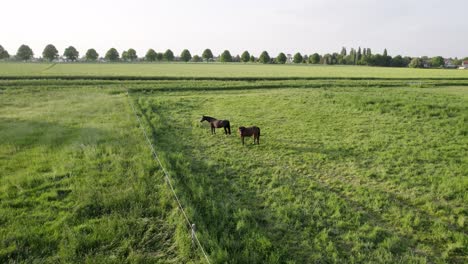 brown horse couple in the middle of a green farm field in the countryside