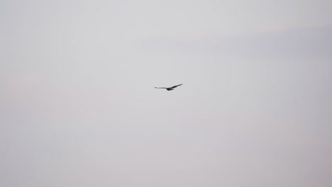 lone bird in flight soaring against dramatic sky in daytime. low angle shot