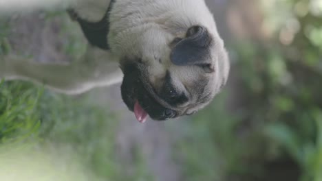 pug dog outdoors