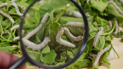 close-up view of silkworms