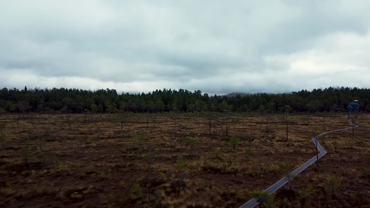 Aerial View of a Swampy Forest with a Boardwalk
