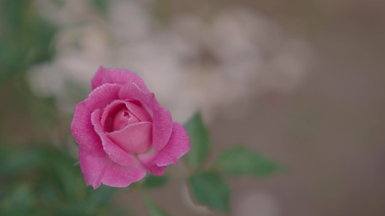Rose di vari colori sono sbocciate nel giardino