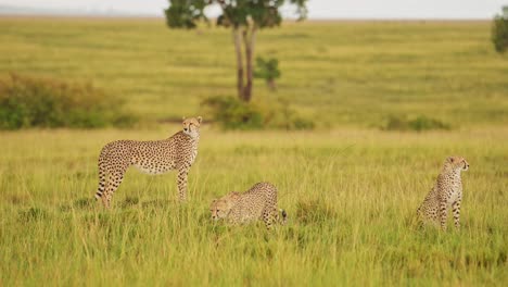 Group-of-Cheetahs-watching-over-the-Masai-Mara-Conservancy-landscape,-searching-for-prey-hunting,-African-Wildlife-in-Maasai-Mara-National-Reserve,-Kenya,-Africa