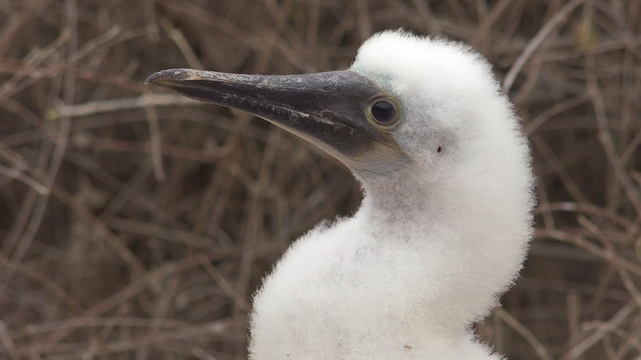 крупный план лица детеныша синеногой олуши на галапагосских островах эквадор