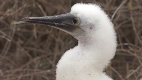 Nahaufnahme-Des-Gesichts-Eines-Baby-Blue-Footed-Tölpel-In-Den-Galapagos-Inseln-Ecuador