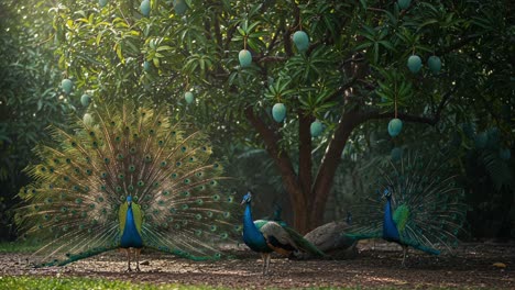 a stunning display of peacocks in a lush garden surrounded by hanging fruits, showcasing nature's vibrant colors and beauty in a serene setting