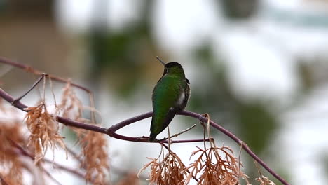 hummingbird sitting on a branch flies away