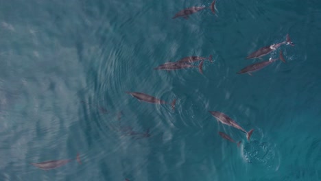 top down view of spinner dolphin pod swimming in hawaii's pacific ocean - drone shot