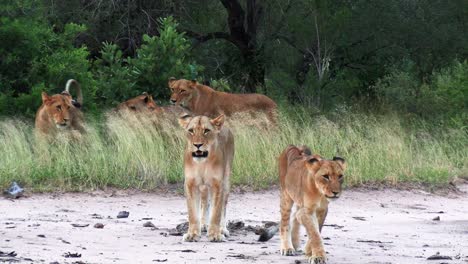 lion cubs walk on sandy ground, lioness watch from distance near tree shadow