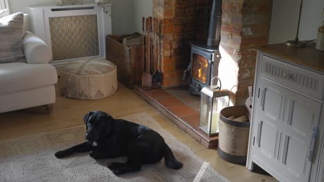 dog circling up in front of fire in lounge