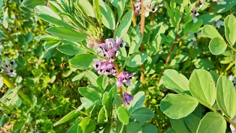 Close-up of bumblebee collecting nectar and pollen from purple and white broad bean flowers in field