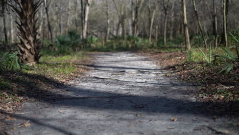 marcher le long d'un sentier nature dans la forêt - point de vue du randonneur